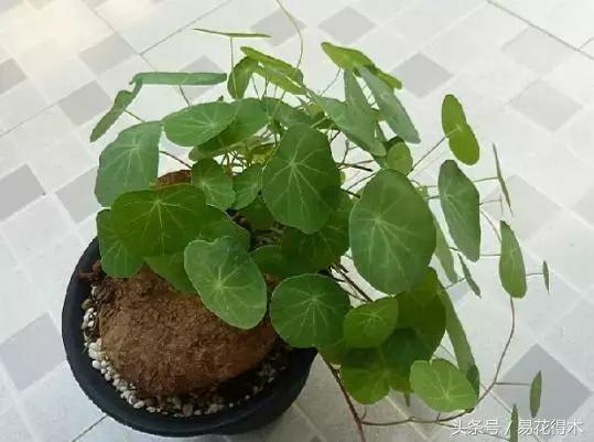 山乌龟怎么养才长得好看,山乌龟大小有区别吗怎么养