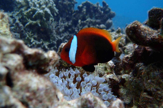 带着老人和孩子去上帝的水族馆！帕劳