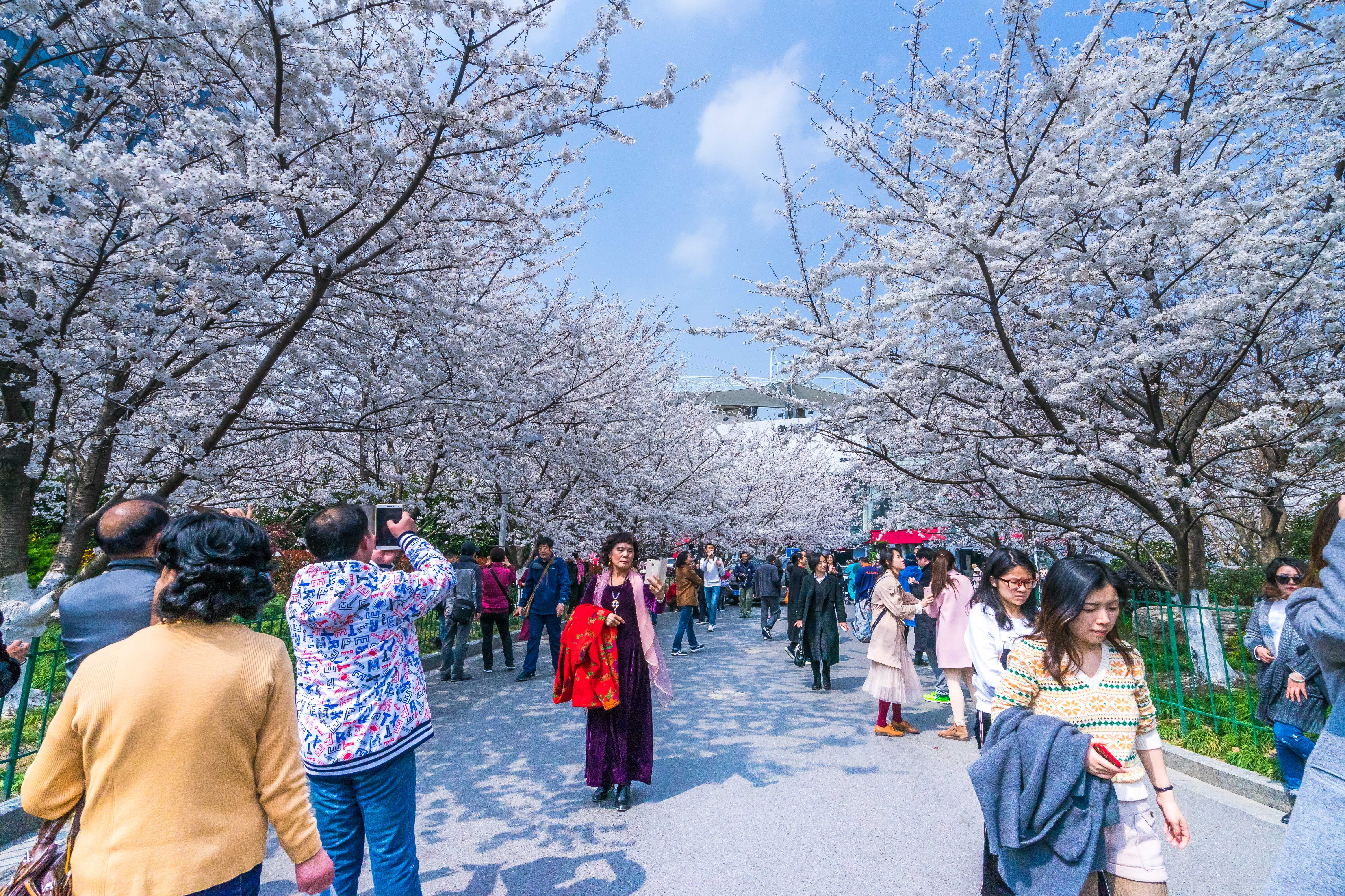 鲁迅公园上海梅花,上海鲁迅公园赏梅