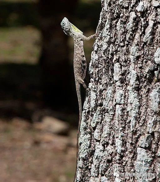 长着龙角的蜥蜴,长着翅膀的蜥蜴
