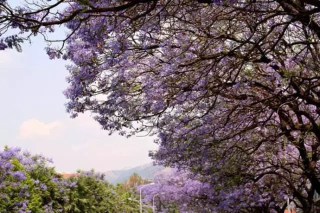 如果一定要不负*光春**不负花，选这2个地方就够了