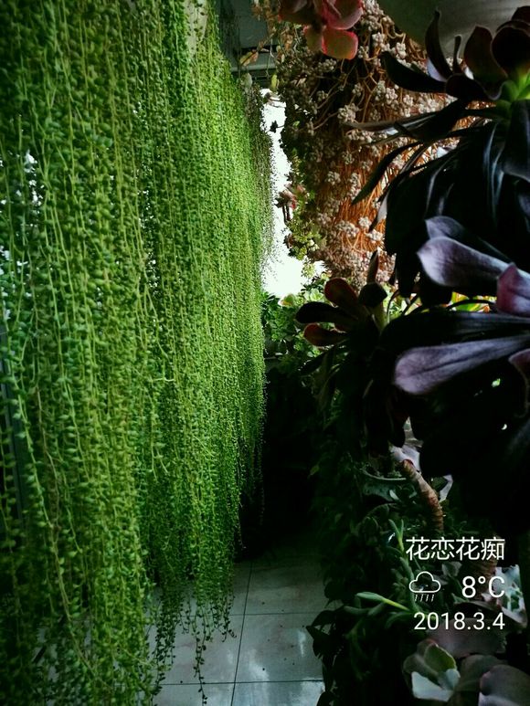 关注这一点，多肉佛珠爆盆成瀑布，又绿又圆好想捏！