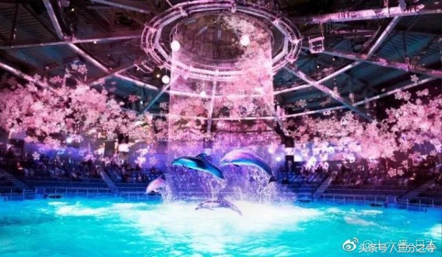2018最美樱花限定来袭，都是圈钱的祖宗啊