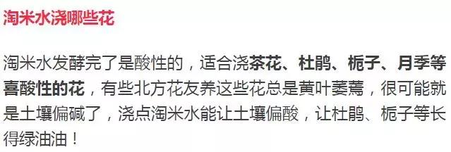 淘米水浇花容易起虫子吗,淘米水浇花会生虫子怎么办