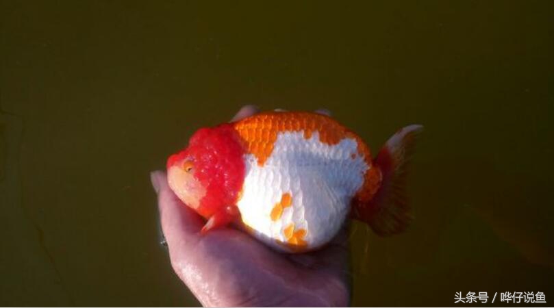 国粹金鱼的小尴尬：国外的金鱼招摇过市，国产的金鱼左右为难