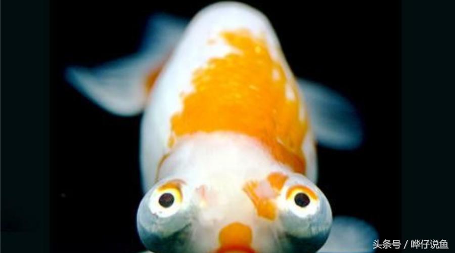 国粹金鱼的小尴尬：国外的金鱼招摇过市，国产的金鱼左右为难