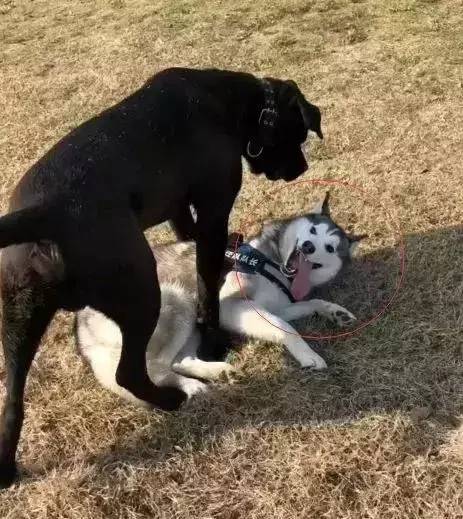 哈士奇跟卡斯罗打架谁最厉害,哈士奇遇上博美