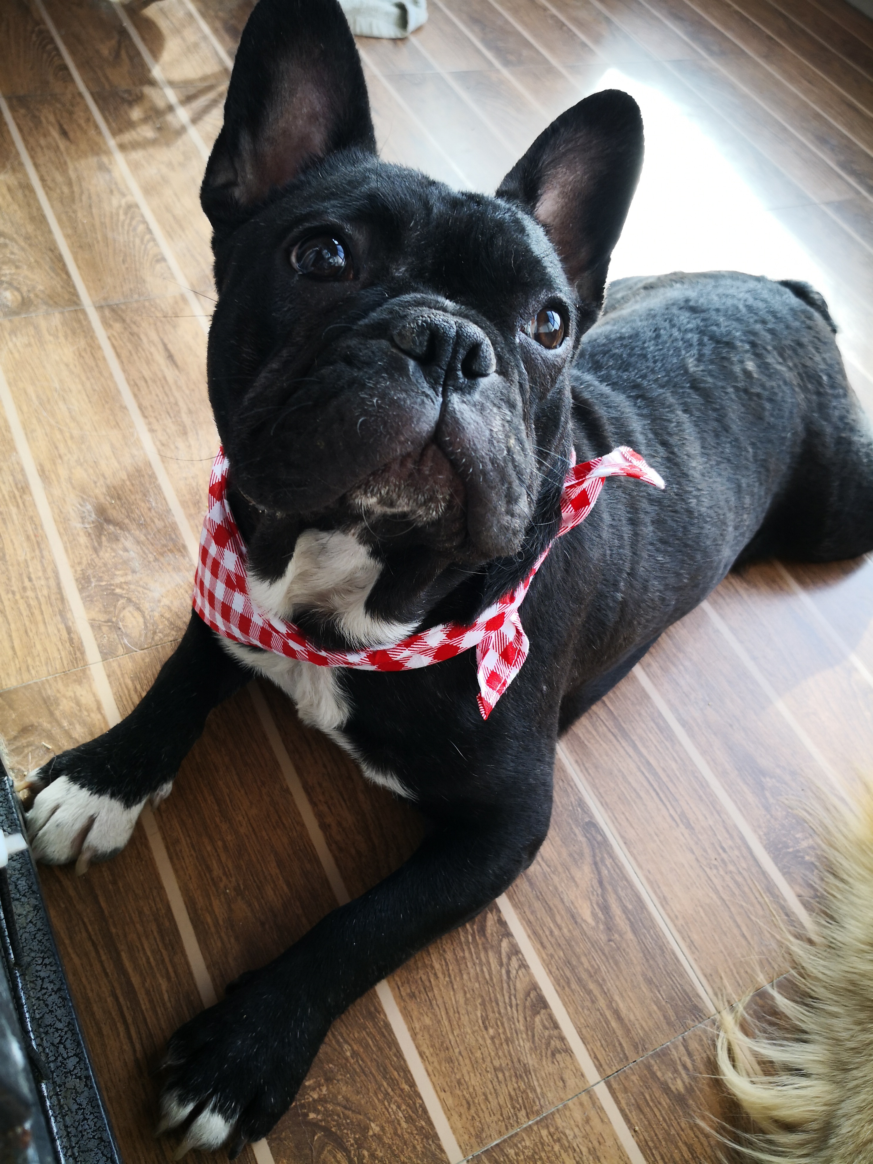 法斗皮肤病一直治不好怎么办,法斗皮肤病治疗多少钱