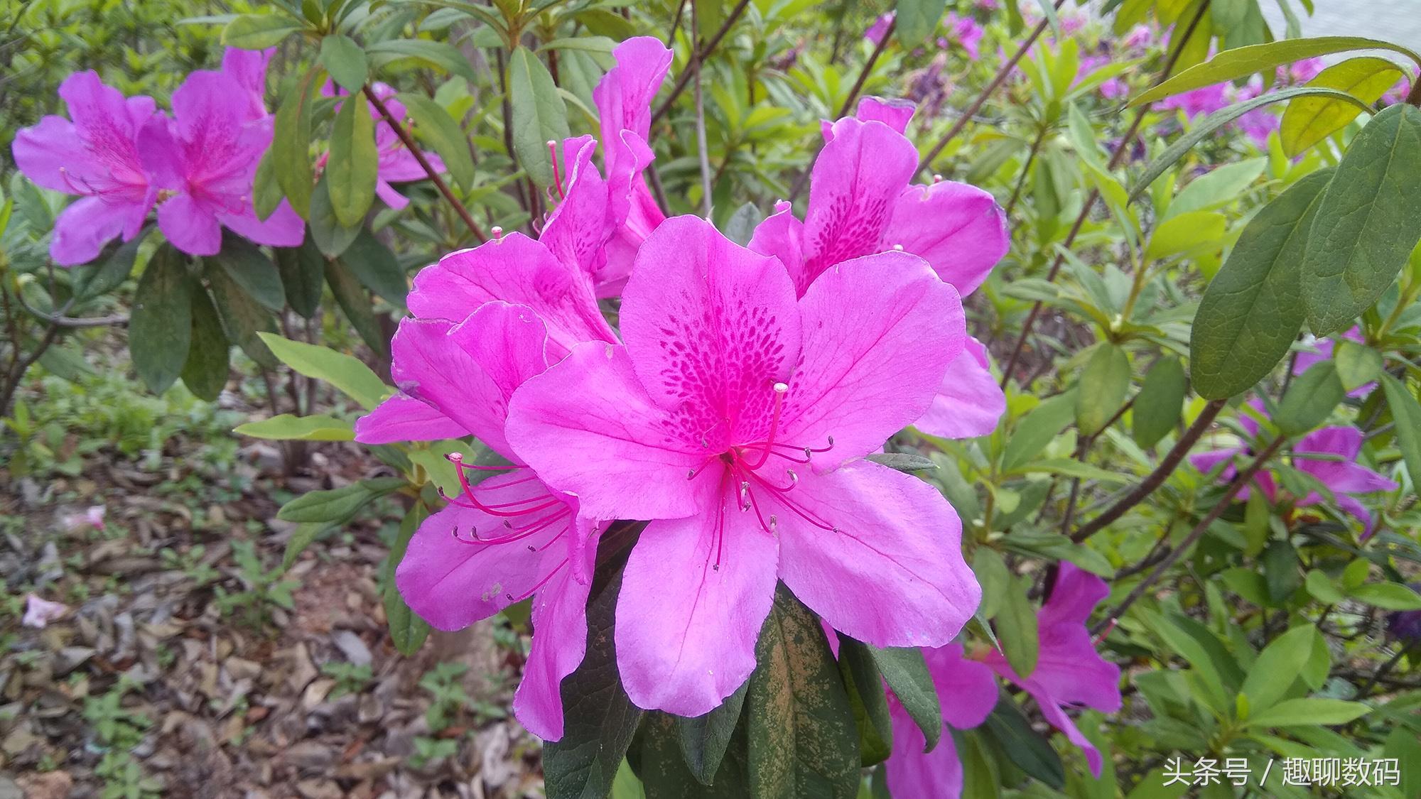 小米max拆机图片,小米max拆手机