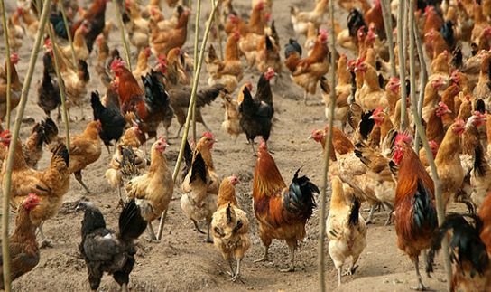 鸡拉白屎是什么原因用什么药,鸡拉白屎最快的治疗方法