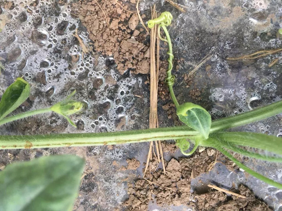 西瓜蔓枯病裂蔓,西瓜得了蔓枯病怎么治