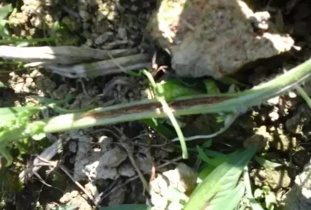 西瓜蔓枯病裂蔓,西瓜得了蔓枯病怎么治