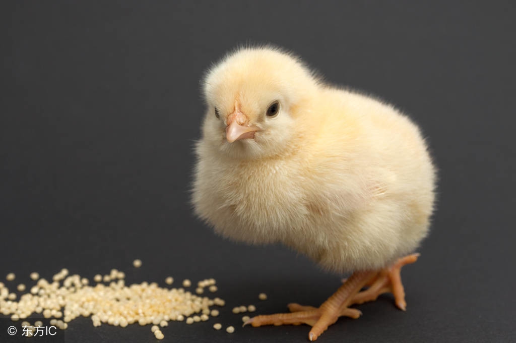 小鸡应该怎么饲养？你看他这样饲养对吗？