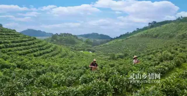广西九大茶园美爆了