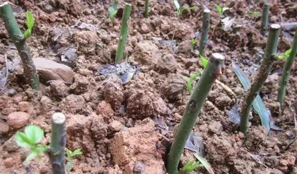 家里的花枯萎了怎么破解,家里的花干枯怎么办