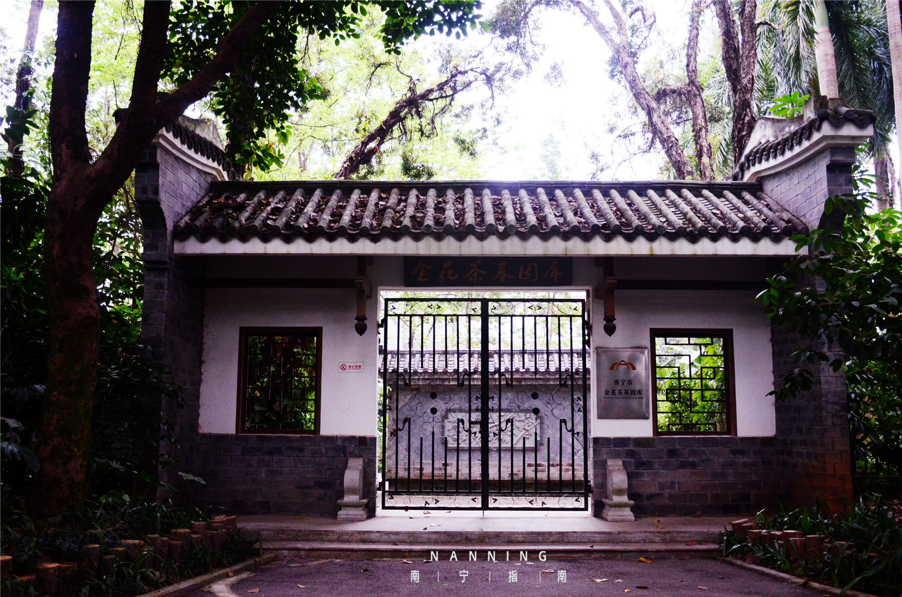 金花茶公园景点,走进金花茶公园