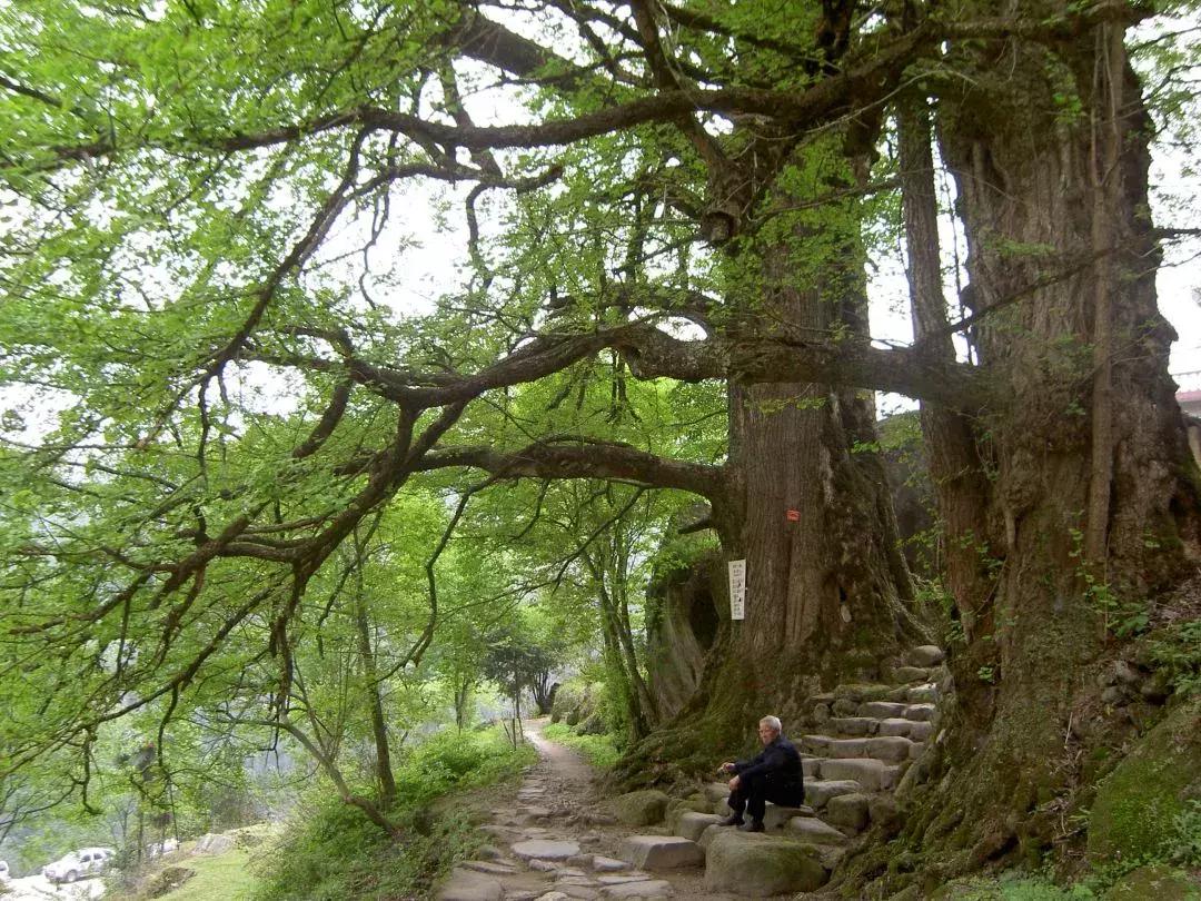 你所不知道的原神,探秘仰山栖隐寺