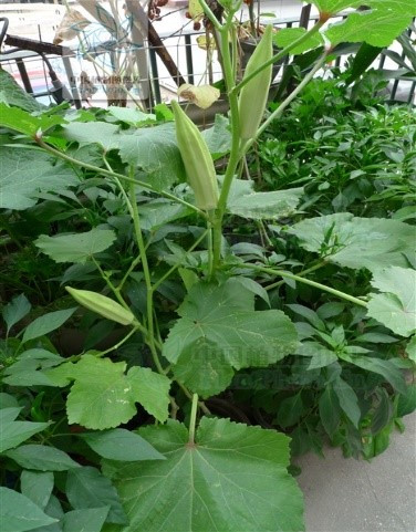 清明野菜事件,野菜受热捧专家食用野菜需谨慎