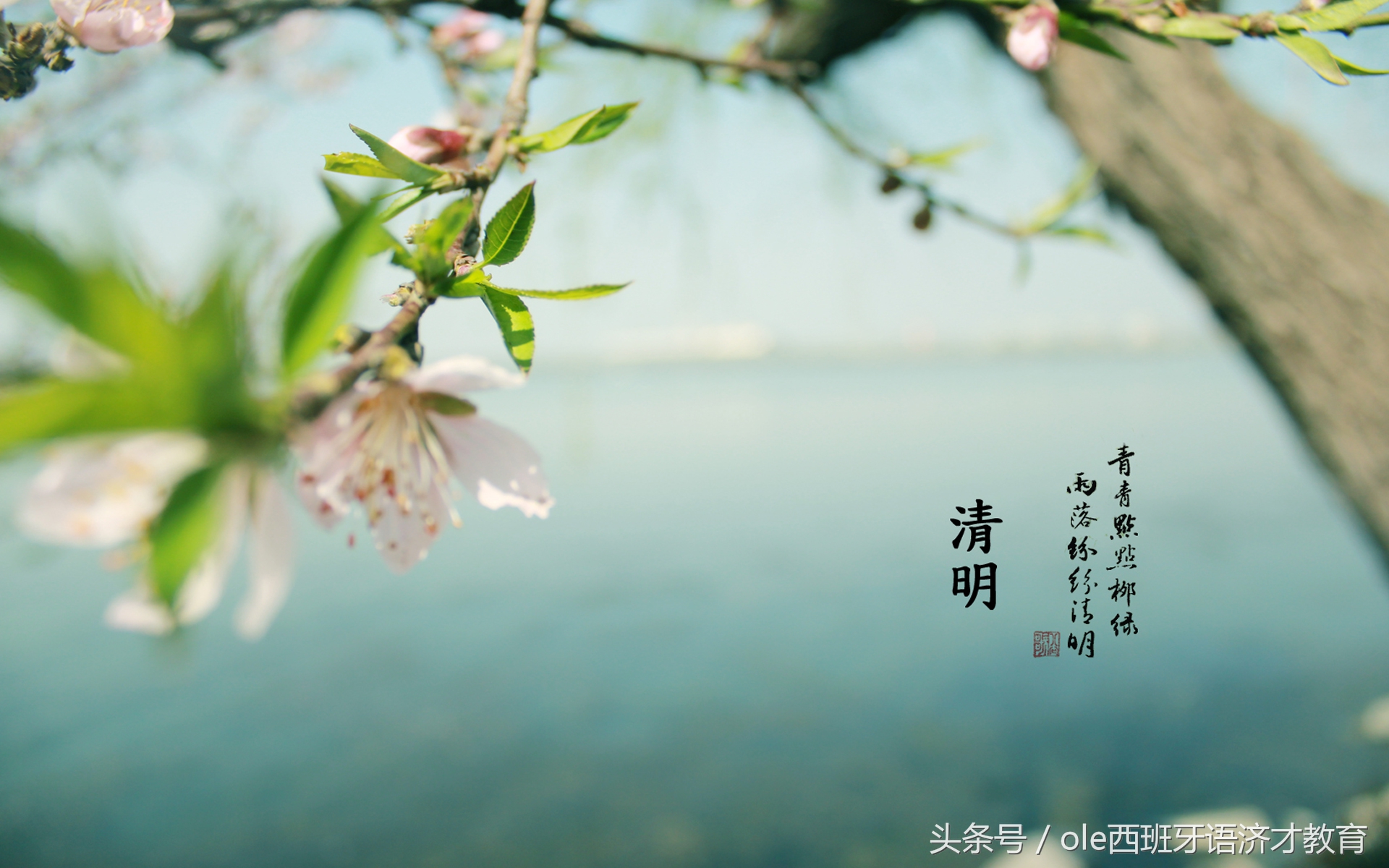 中西双语：如何优雅的用西班牙语介绍清明节，安利外国友人去踏青