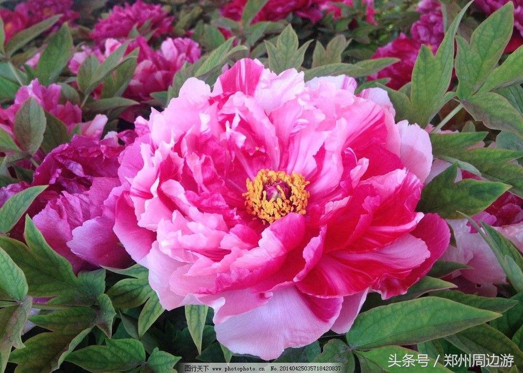 描写牡丹花的诗句开头,关于牡丹诗句和好词好句