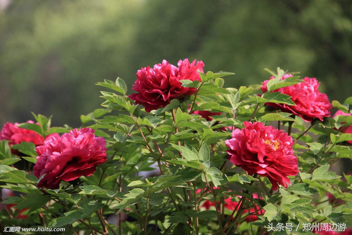 描写牡丹花的诗句开头,关于牡丹诗句和好词好句