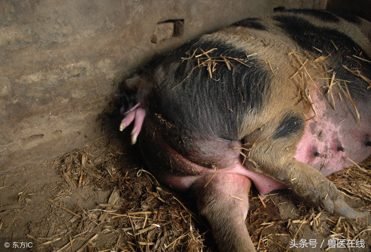母猪难产打缩宫打什么位置,母猪难产可以打地塞米松吗