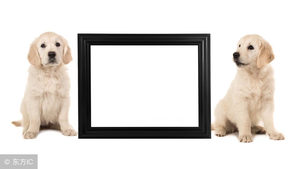 狗狗髋关节发育不良图,狗狗髋关节发育不良用什么止痛药