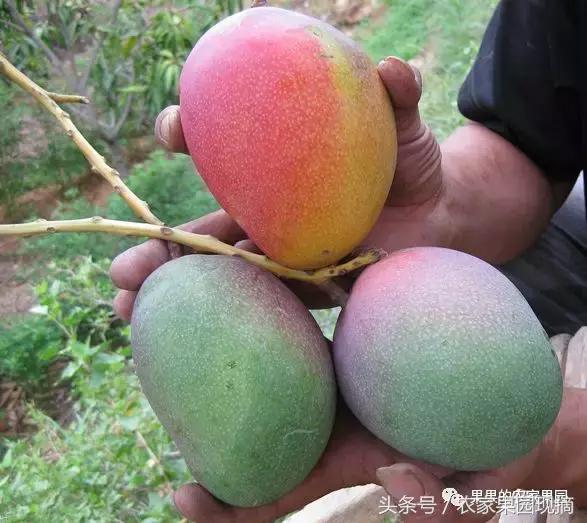 芒果品种千千万，最好吃的是哪个品种？你知道吗？