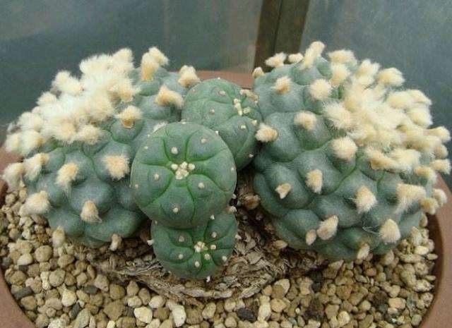 有毒的几种绿植千万不要养,有毒的常见绿植