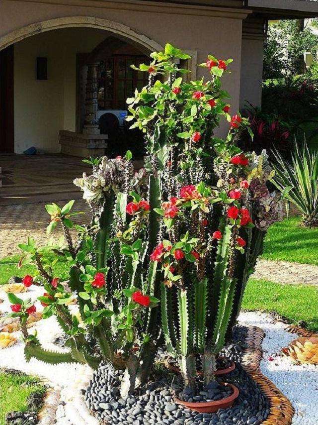 有毒的几种绿植千万不要养,有毒的常见绿植