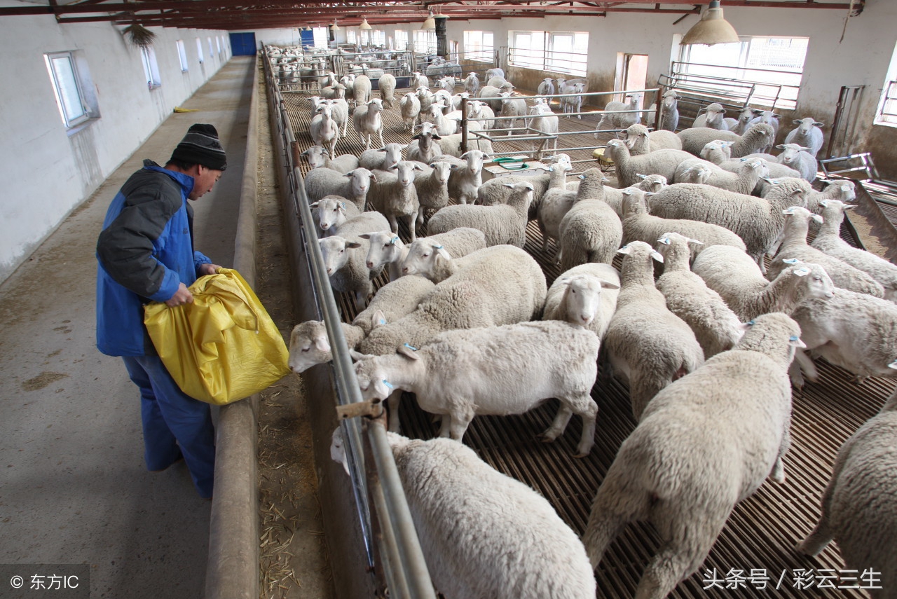 怎样才能提高种羊功能,提高母羊繁育力的措施