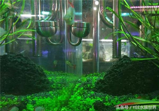 爬地矮珍珠叶片发黄,矮珍珠叶片发黄