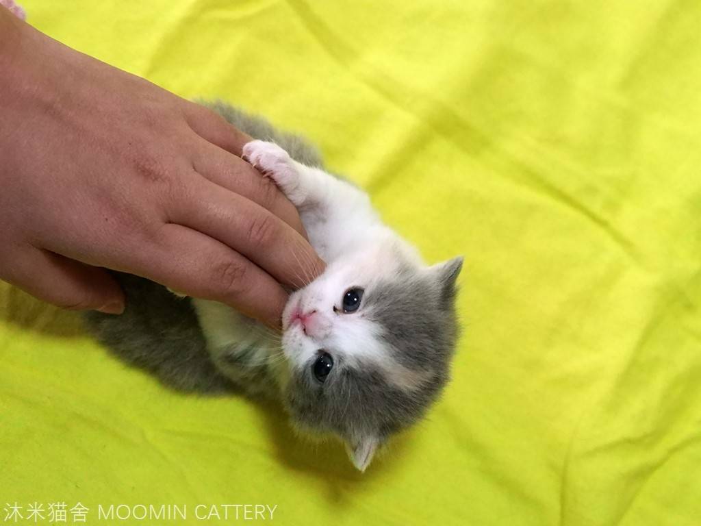 英短猫舍怎么选,英短蓝猫自家猫舍