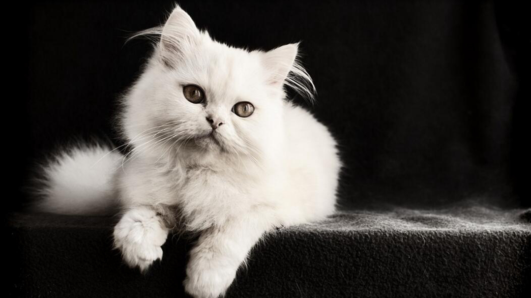 猫咪也有焦虑症？快学会7个治疗方法！