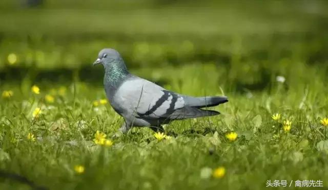 霉菌解决方案，养殖必看