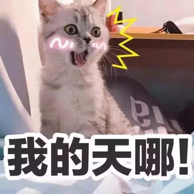 把喵咪交给男朋友照顾，回来我居然看到这种画面……