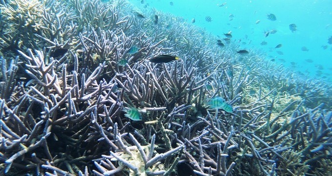 不需要做任何攻略就去的海岛国家！这样便可以玩转帕劳！