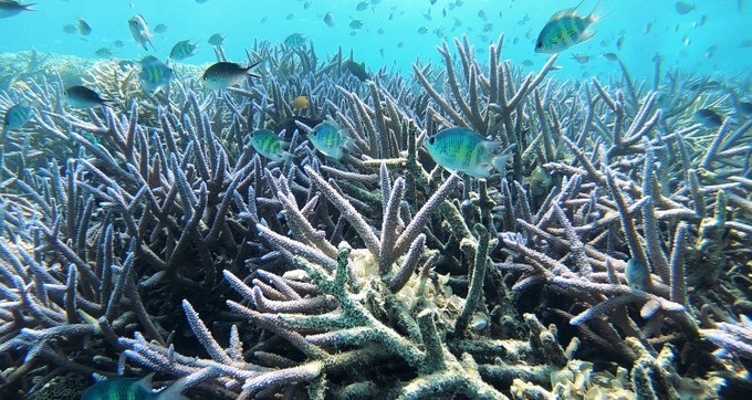 不需要做任何攻略就去的海岛国家！这样便可以玩转帕劳！