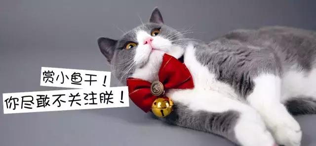 我的猫得了网瘾，还有救吗？（安利六个适合给猫玩的游戏app!）