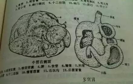 火碱泡牛百叶有什么作用,牛百叶可以用火碱泡水喝吗