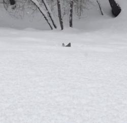 柯基大长腿和小短腿日常,别看柯基小小的脾气可不得了