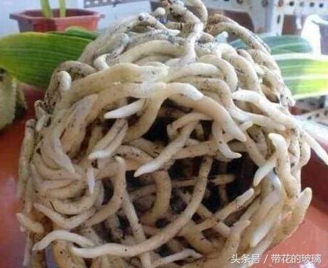 君子兰为什么都是小虫子,养了五年的君子兰烂根了