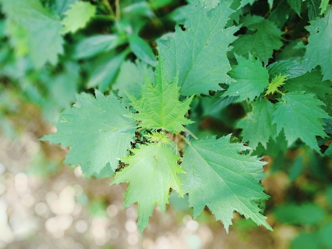 涔濇邯鐙竴鏃犱簩,涔濇邯娓哥帺鎰熸偀