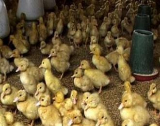 养鸭技术之常见鸭病防治技术,养鸭最基本的鸭病防治是什么