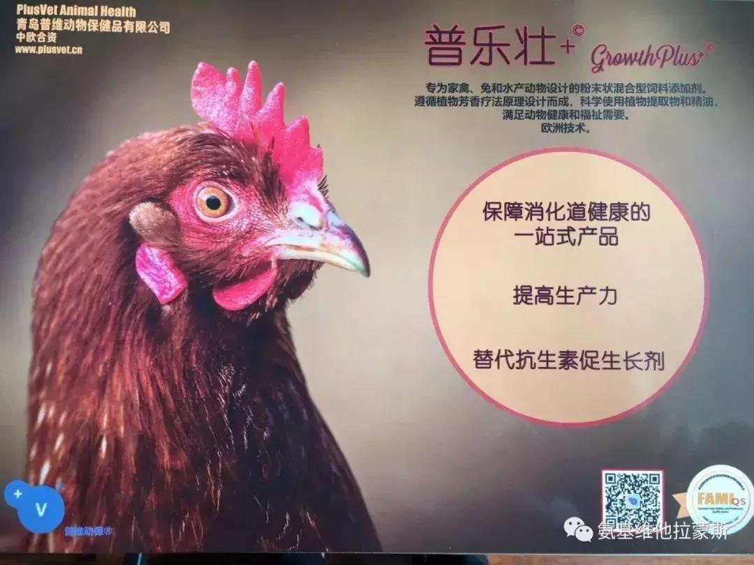 蛋鸡拉浅绿色粪便是什么原因,蛋鸡粪便条状怎么回事