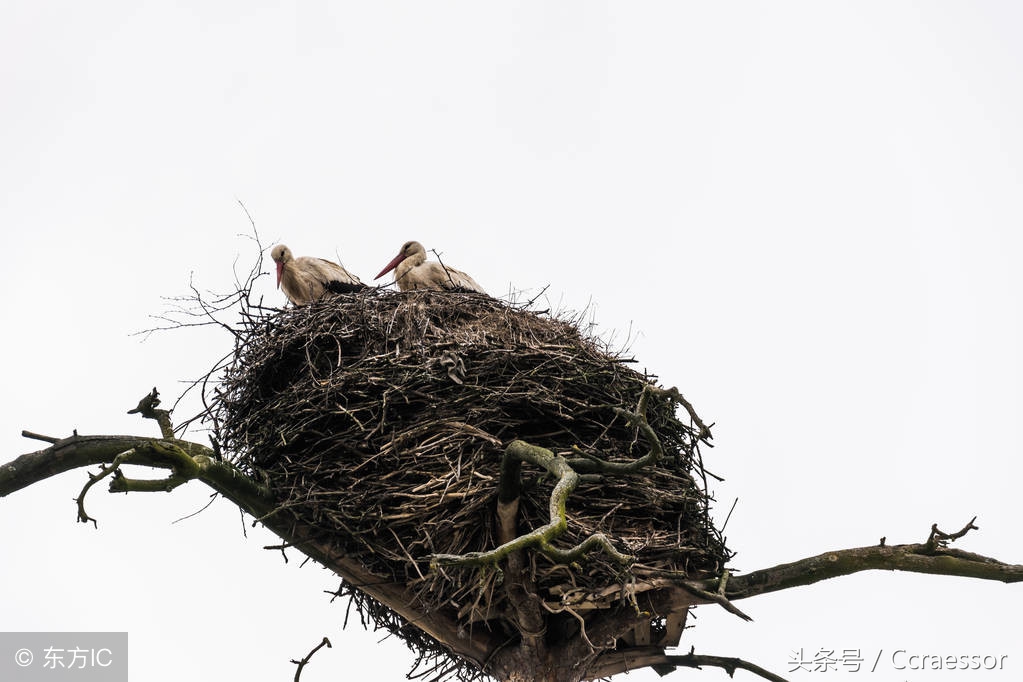 五龙作穴横、直、飞、潜、回穴变多岐高忽而低亦低而