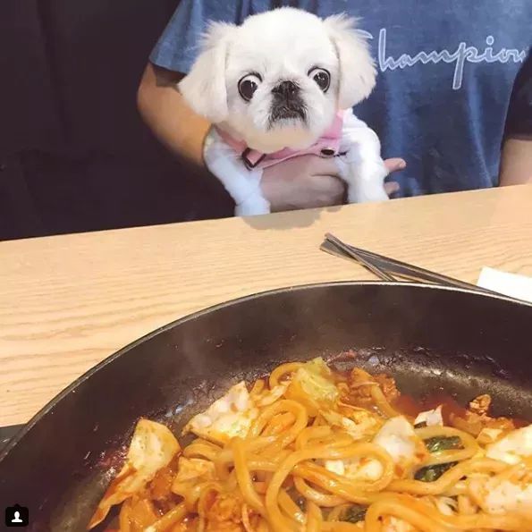 面对各路大鱼大肉，狗狗演绎眼珠子掉出来，主人你良心坏了