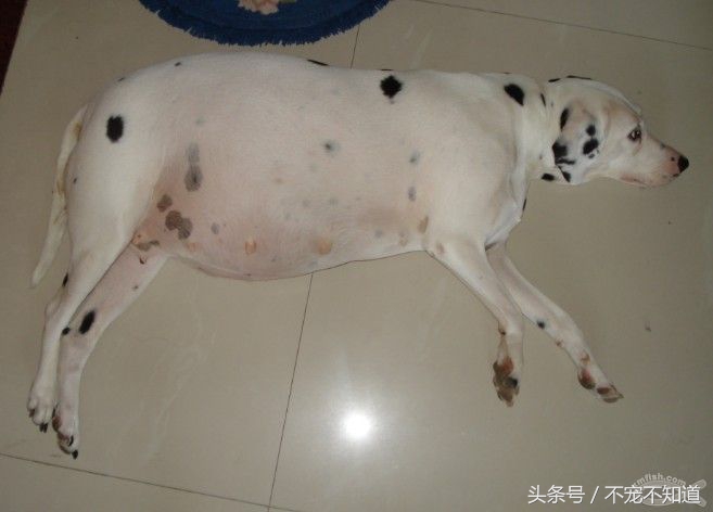 我的主子肚子变大了，我的主子怀孕了？？？