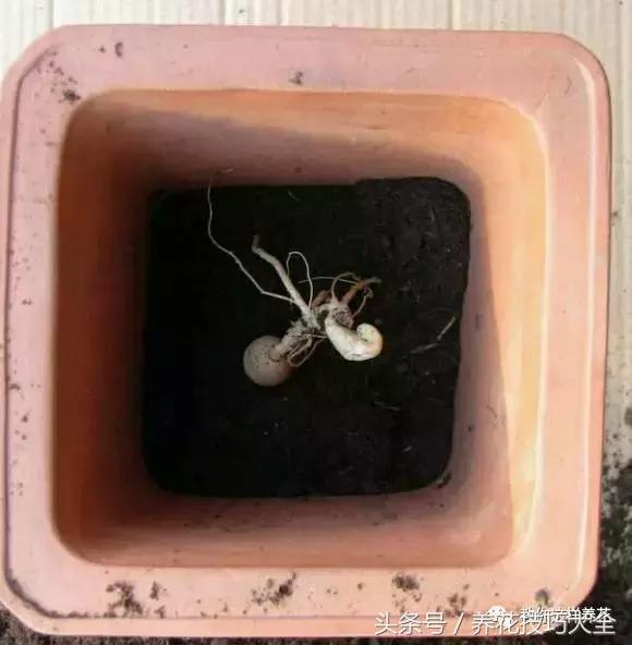 这十种花才是最养生的,家中必种的十种花