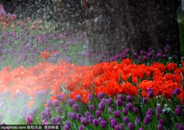 春天赏花北京,美疯了的地方图片